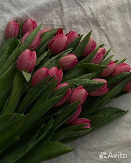 Цветы, тюльпаны