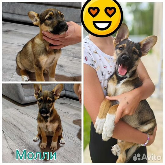 Собака в добрые руки отдам бесплатно