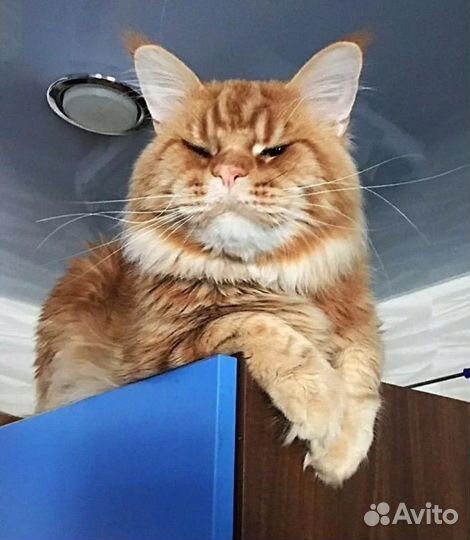 Котята мейн-кун