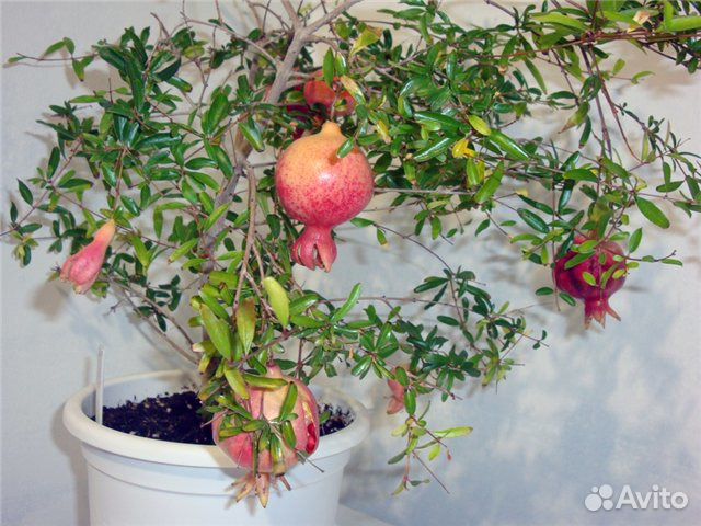 Гранат комнатный