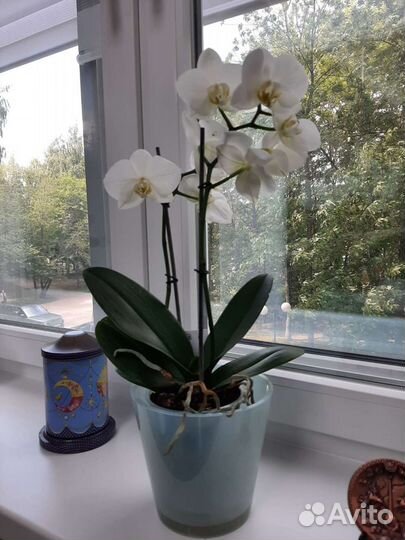Орхидея фаленопсис белая