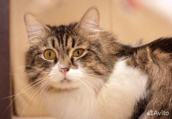 Котик Коврик