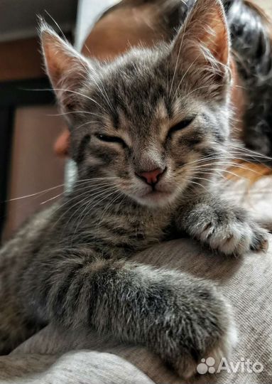 Котенок ищет любящую семью