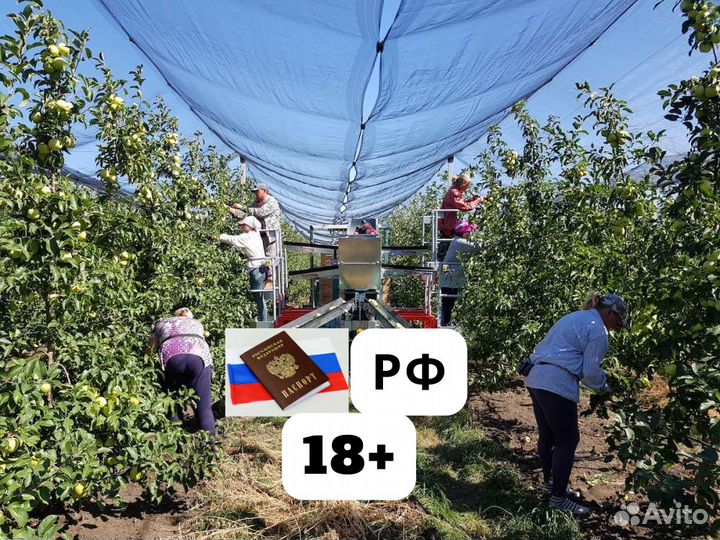 Сборка яблок вахта