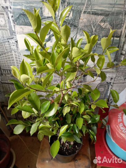 Гибискус Антуриум Фикус зомиокулькас