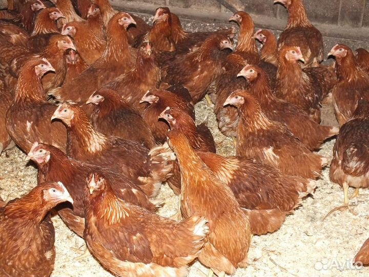 Куры молодки несушки