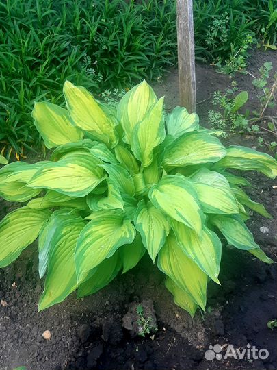 Хризантема