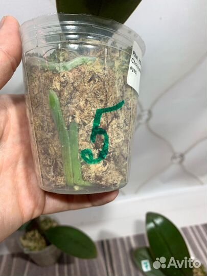 Бабочка Жёлтый шоколад орхидея