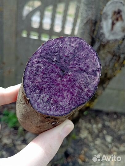 Картофель фиолетовый