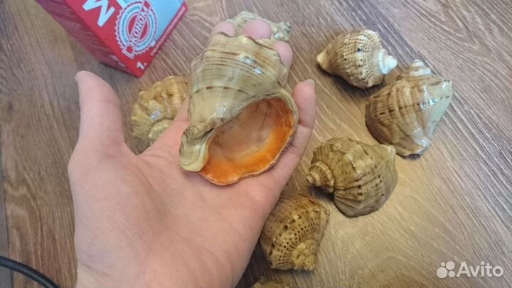 Ракушки покрытые лаком