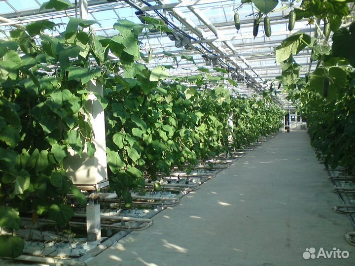 Тепличный комплекс (теплица)