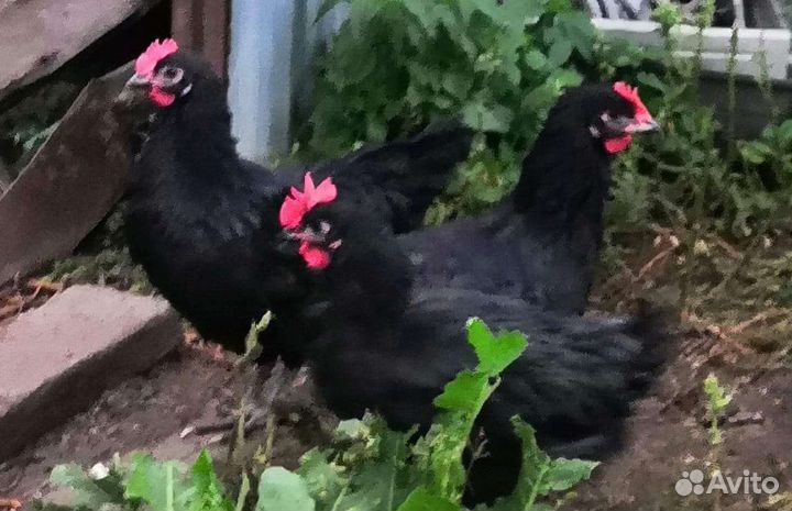 Несушки молодки разных пород