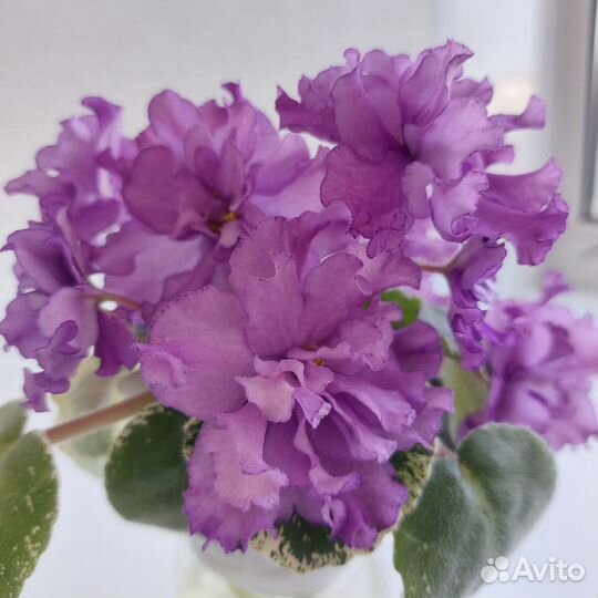 Цветы фиалки