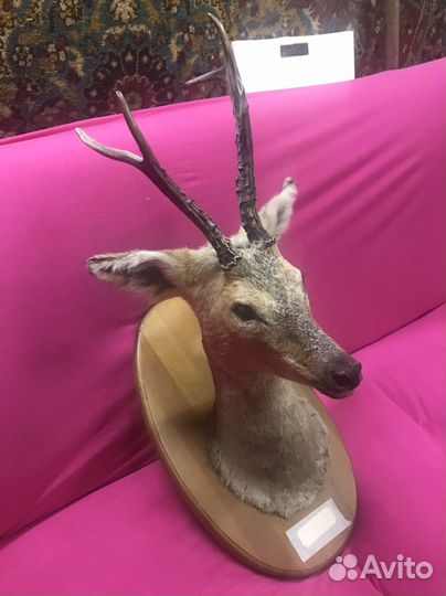 Чучело касули