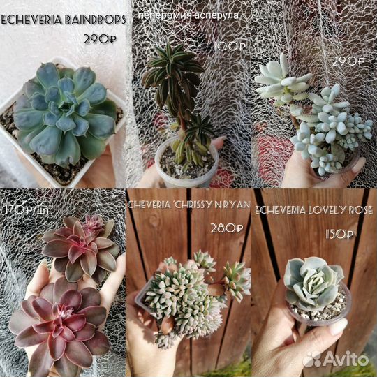 Суккуленты