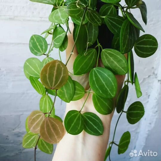 Дисхидия овата