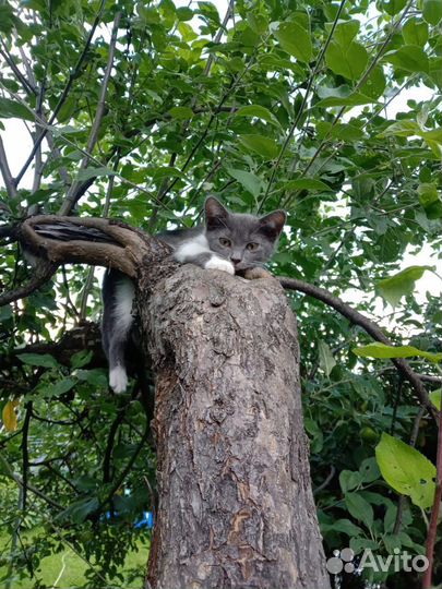 Котенок - девочка