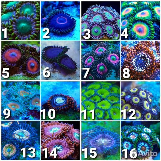 Кораллы, креветки, рыбы, улитки в морской аквариум