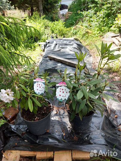 Продам Рододендрон Кальсап