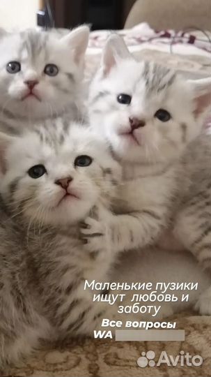 Британская