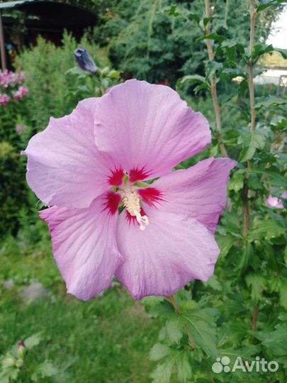 Гибискус уличный древовидный
