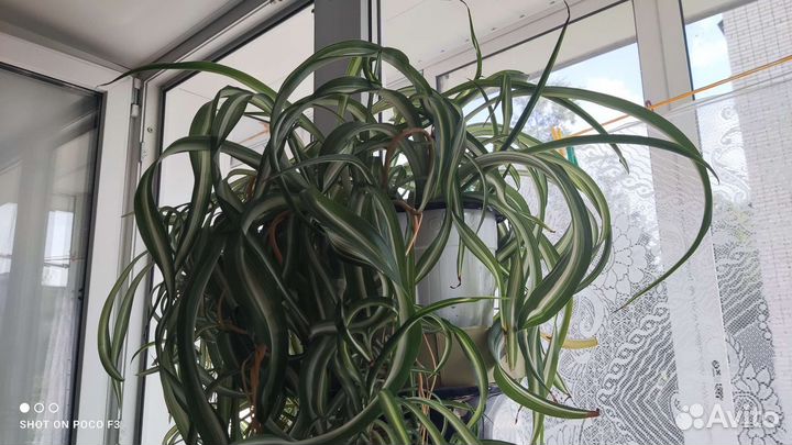 Хлорофитум кудрявый