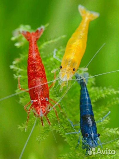 Цветные Аквариумные креветки красные синие желтые