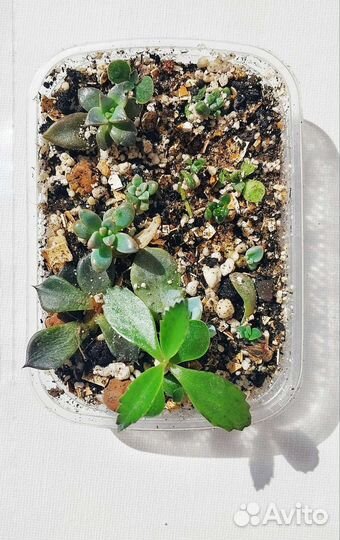 Мини садик, суккуленты набором микс, флорариум