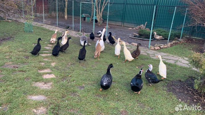 Утята индийский бегунок