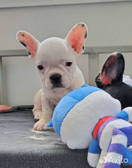 Французский бульдог щенки