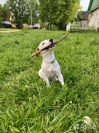 Маленькая собака Джек-рассел-терьер