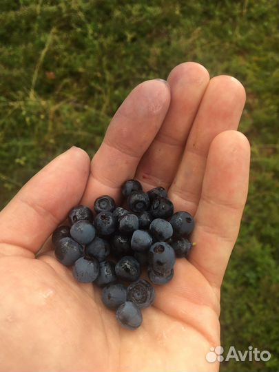 Ягоды черника