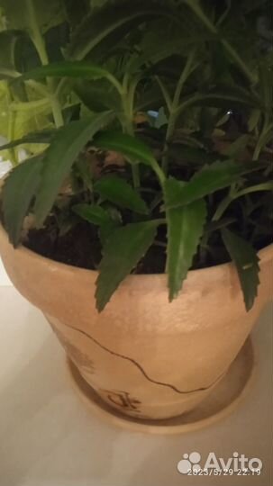 Кактус и каланхоэ