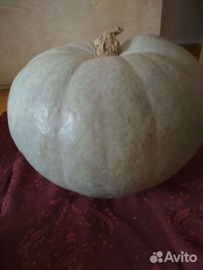 Семена тыквы