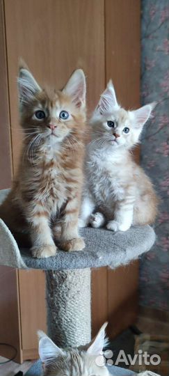 Мейн-кун котята в питомнике