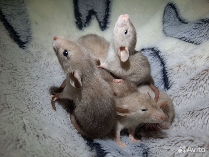 Крысята породы Дамбо. Крысы (беличий окрас)