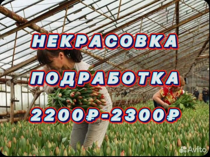 Подработка фасовщики без опыта некрасовка/люберцы