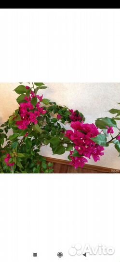 Комнатное растение