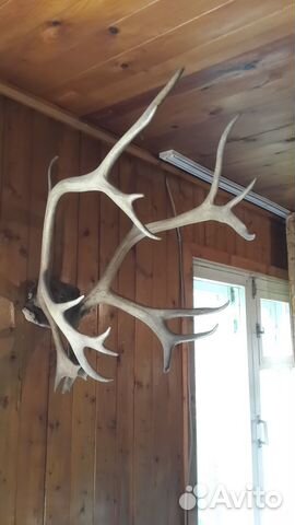 Рога оленя, Рог натуральный, Тарелка декор. Мальта