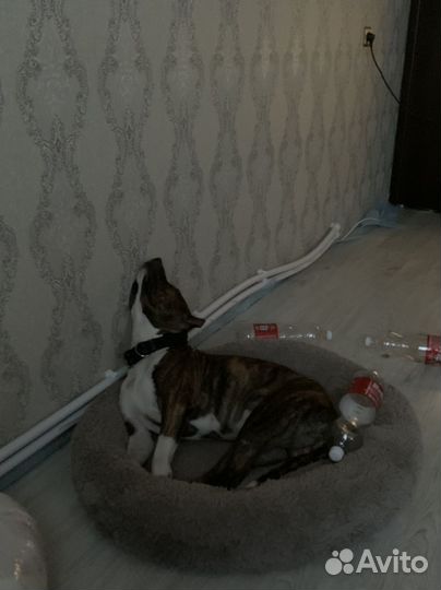 Амстафф вязка