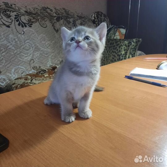 Продам котенка