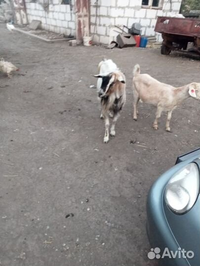 Продам козла