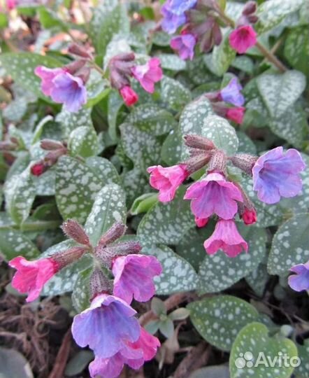 Садовые многолетники