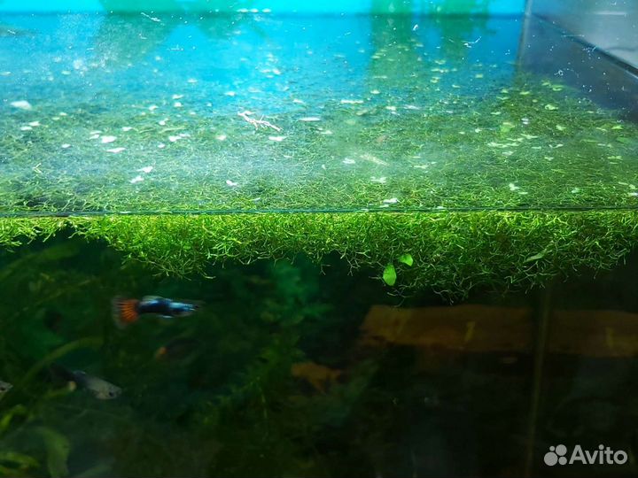 Аквариумные рыбки