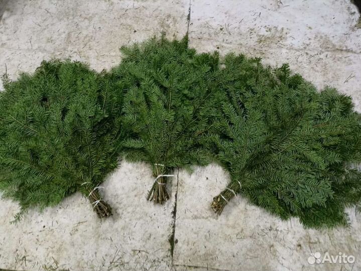 Веники для бани пихта
