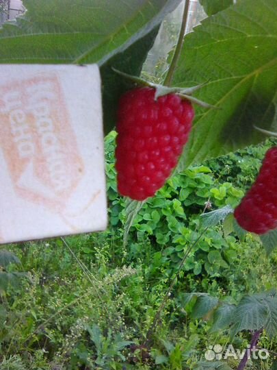 Клубника и малина, земляника