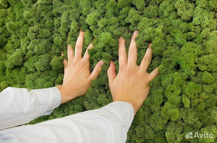 Мох стабилизированный, кочка и пласт, розница опт