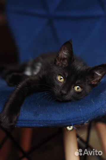 Котята ищут дом