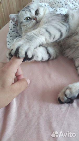 Шотладский кот вязка