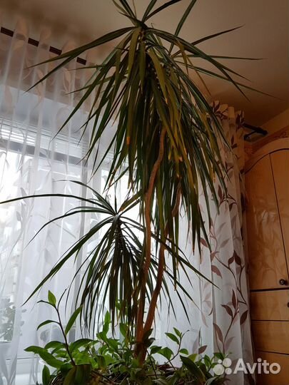 Продается домашний цветок